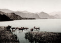English Lake District Derwentwater Cattle Water Mountains Vtg. Photo 19thC.