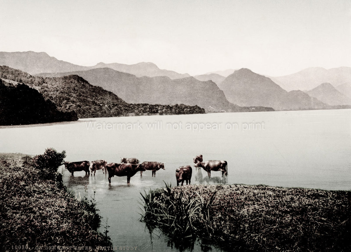 English Lake District Derwentwater Cattle Water Mountains Vtg. Photo 19thC.