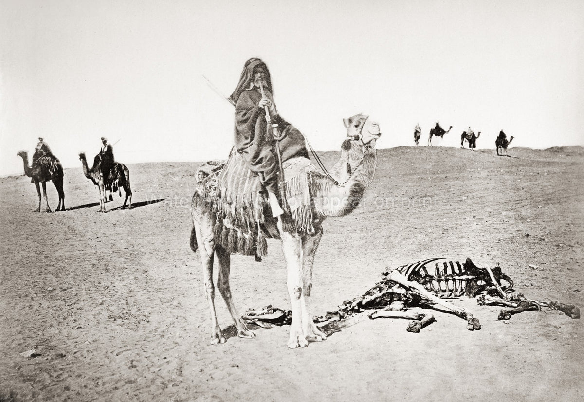 Egypt Bedouin Rider Camel Skeleton Desert Caravan Vtg. Photo 19thC.