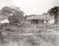 Amoy Xiamen China Temple Banyan Tree Rural Landscape Vtg. Photo 19thC.