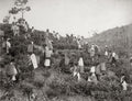 India Ceylon Tea Pickers Plantation Workers Baskets Hillside Vtg. Photo 19thC.