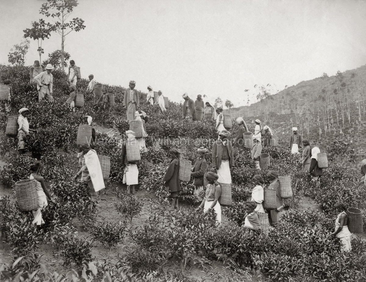 India Ceylon Tea Pickers Plantation Workers Baskets Hillside Vtg. Photo 19thC.
