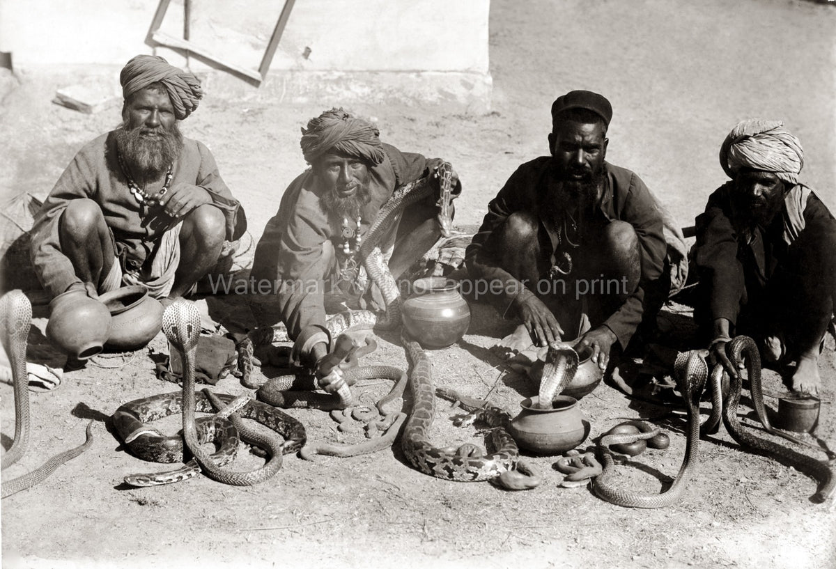 Snake Charmers India Men Cobras Turbans Reptiles Vtg. Photo 19thC.