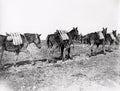 WW1 Muddy Pack Mules Carrying Ammunition Supply Line Soldiers Vtg. Photo