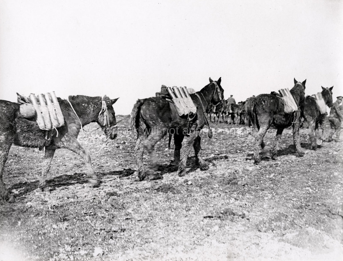 WW1 Muddy Pack Mules Carrying Ammunition Supply Line Soldiers Vtg. Photo
