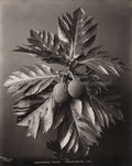 Ceylon Bread-Fruit Artocarpus Incisa Botanical Plant Tropical Vtg. Photo 19thC.