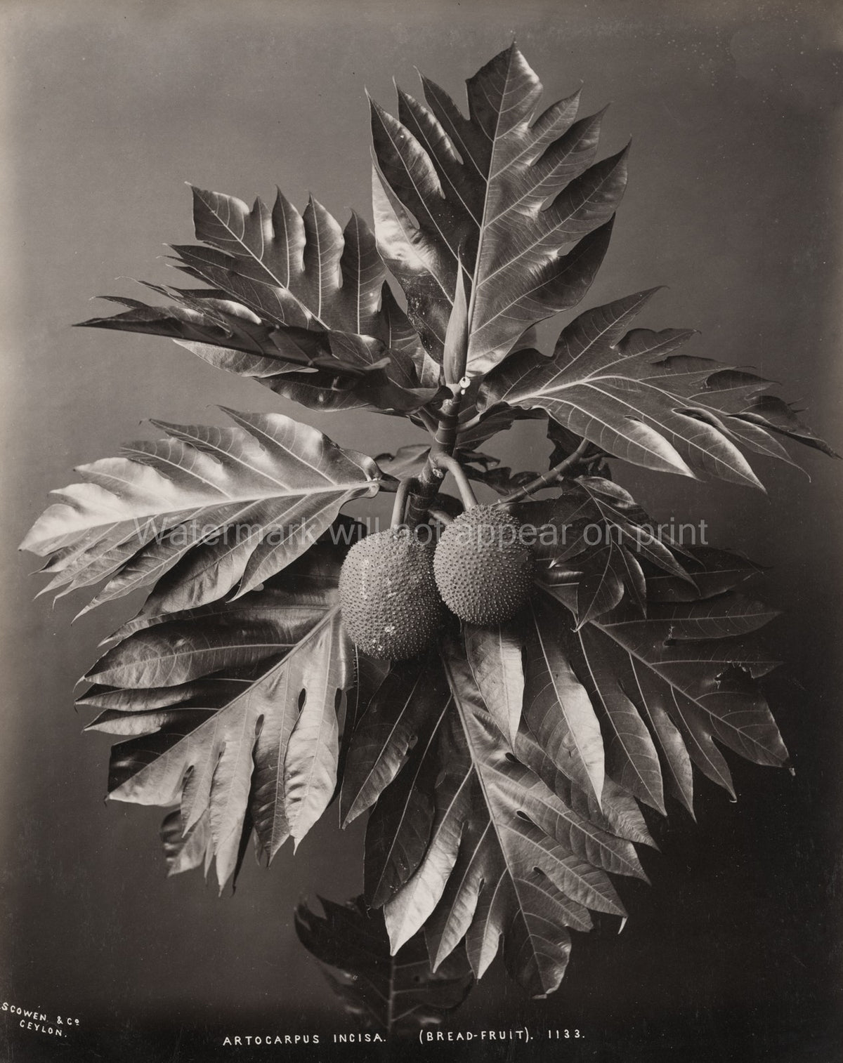 Ceylon Bread-Fruit Artocarpus Incisa Botanical Plant Tropical Vtg. Photo 19thC.