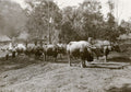 Burma India Ox Train Caravan Pulling Logs Jungle Vtg. Photo 19thC.