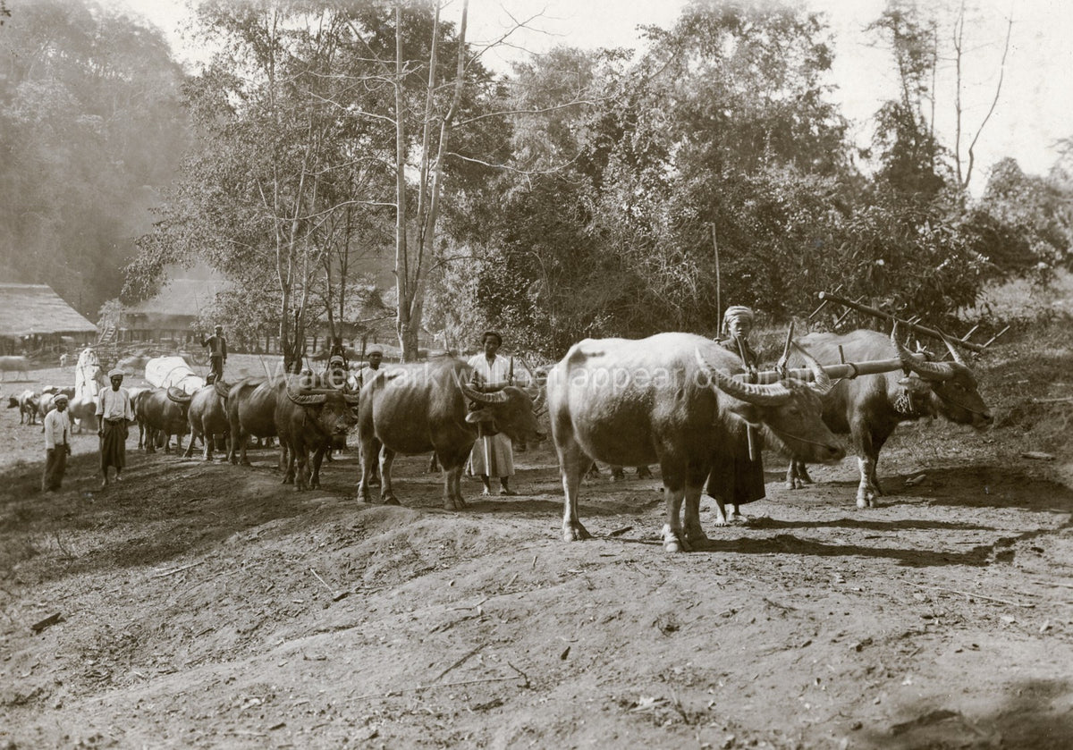 Burma India Ox Train Caravan Pulling Logs Jungle Vtg. Photo 19thC.