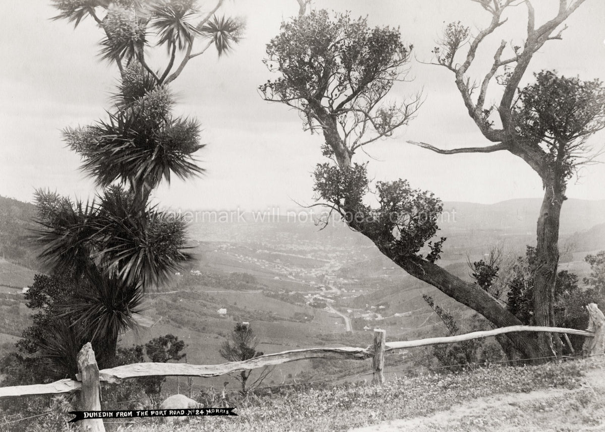 Dunedin New Zealand Port Road Scenic View Cabbage Tree Vtg. Photo 19thC.
