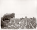 China Ming Tombs Stone Animals Elephant Camel Statues Path Vtg. Photo 19thC.
