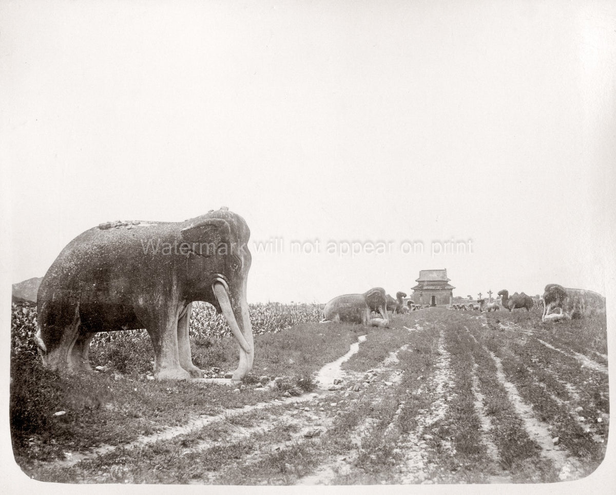 China Ming Tombs Stone Animals Elephant Camel Statues Path Vtg. Photo 19thC.