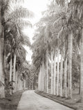 Ceylon Botanical Gardens Palm Trees Avenue Road Landscape Vtg. Photo 19thC.
