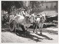 Allahabad India Ox Cart Driver Zebu Cattle Transportation Vtg. Photo 20thC.