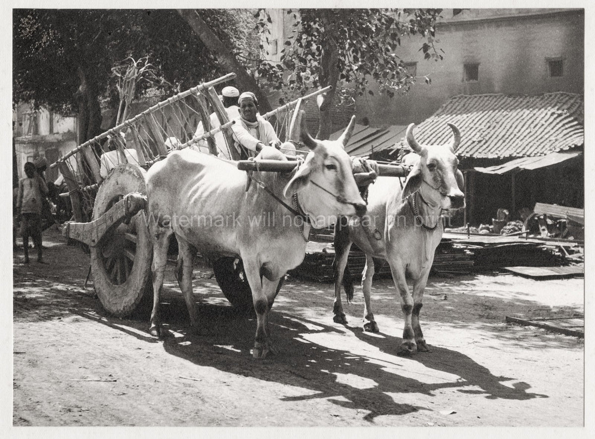 Allahabad India Ox Cart Driver Zebu Cattle Transportation Vtg. Photo 20thC.