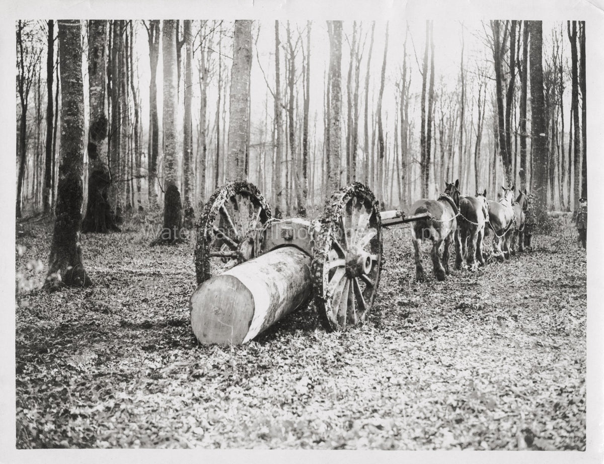 French Forest WW1 Horses Pulling Log Logging Cart Soldiers Vtg. Photo