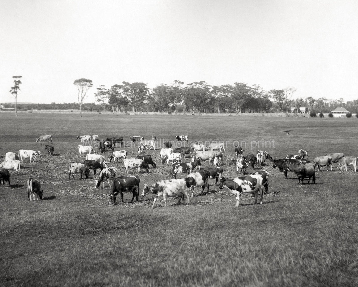 Coolnagarra NSW Aryshire Jersey Cattle Herd Farm Pasture Vtg. Photo 19thC.