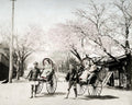 Yokohama Noge Hill Cherry Blossom Rickshaws Geishas Kimono Vtg. Photo 19thC.