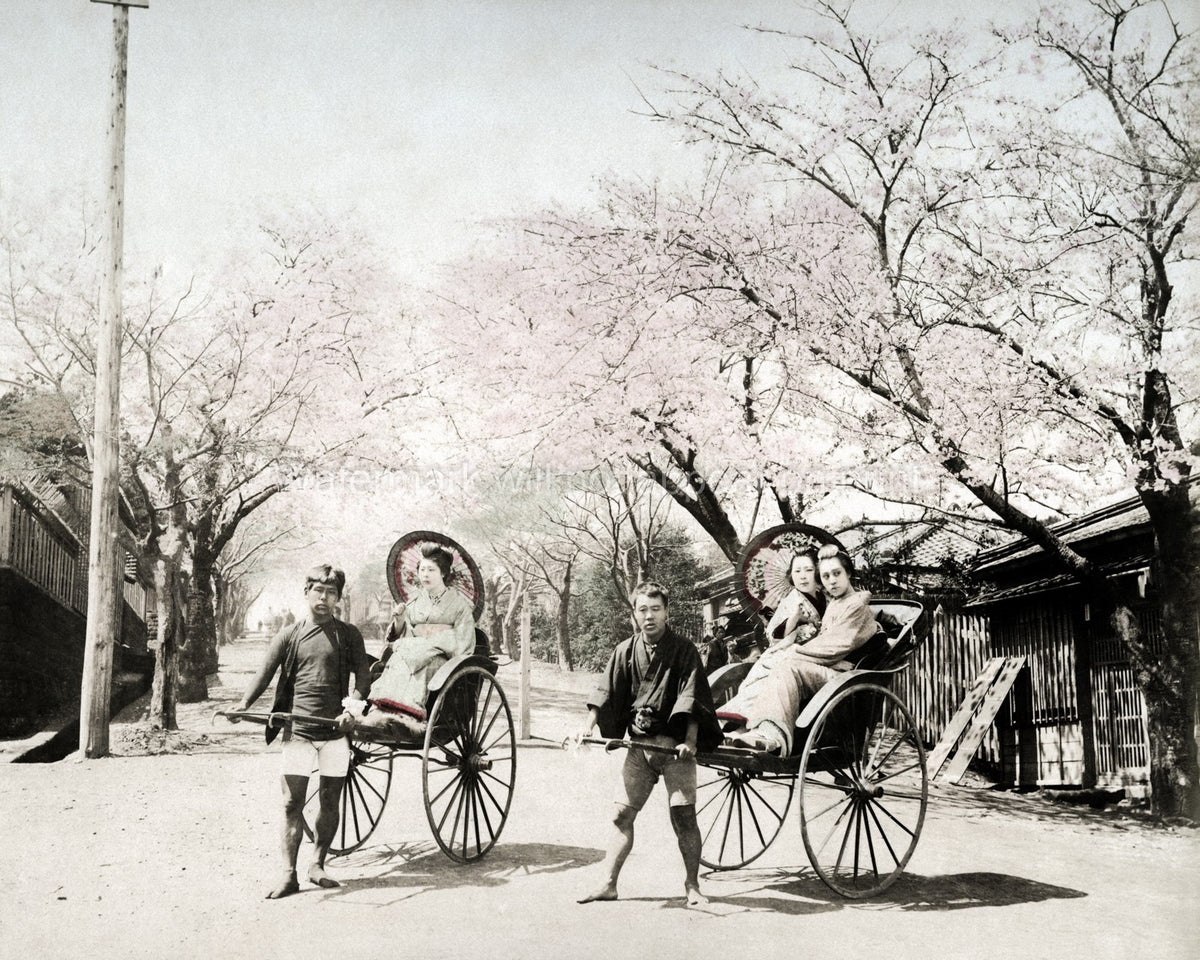 Yokohama Noge Hill Cherry Blossom Rickshaws Geishas Kimono Vtg. Photo 19thC.