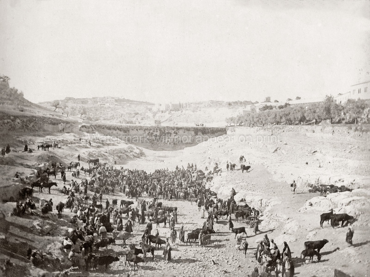 Jerusalem Siloam Cattle Market Lower Pool Gihon Valley Vtg. Photo 19thC.