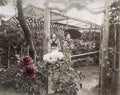 Japan Young Women Flower Garden Kimono Parasol Peonies Vtg. Photo 19thC.