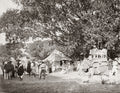India Big Game Tiger Hunt Hunters Elephant Howdah Camp British Vtg. Photo 19thC.