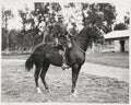 Royal Canadian Mounted Policeman Mountie On Horse Rider Vtg. Photo 20thC.