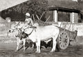 India Bullock Cart Handler Farmer Oxen Rural Transportation Vtg. Photo 19thC.