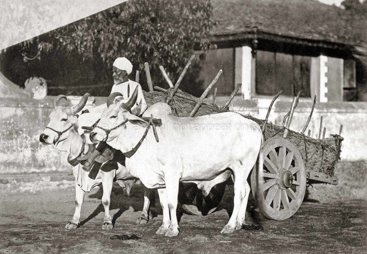 India Bullock Cart Handler Farmer Oxen Rural Transportation Vtg. Photo 19thC.