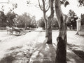 Prado Montevideo Uruguay Horse-Drawn Carriage Tree-Lined Road Vtg. Photo 19thC.