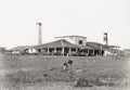 Cuba Sugar Plantation Crushing Mill Oxen Carts Workers Factory Vtg. Photo 19thC.