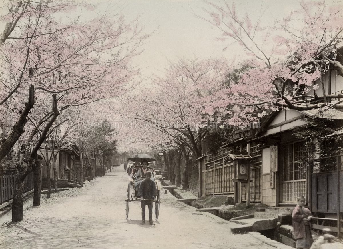 Japan Yokohama Nogeyama Cherry Blossom Sakura Rickshaw Street Vtg. Photo 19thC.