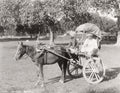 Benares India Ekka Single Horse Carriage Hackney Vtg. Photo 19thC.