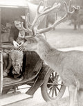 Richmond Park Woman Feeding Deer Car Antlers Animal Vtg. Photo 20thC.