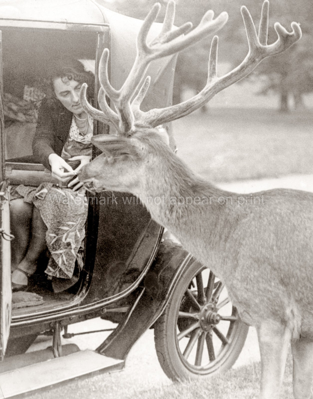 Richmond Park Woman Feeding Deer Car Antlers Animal Vtg. Photo 20thC.