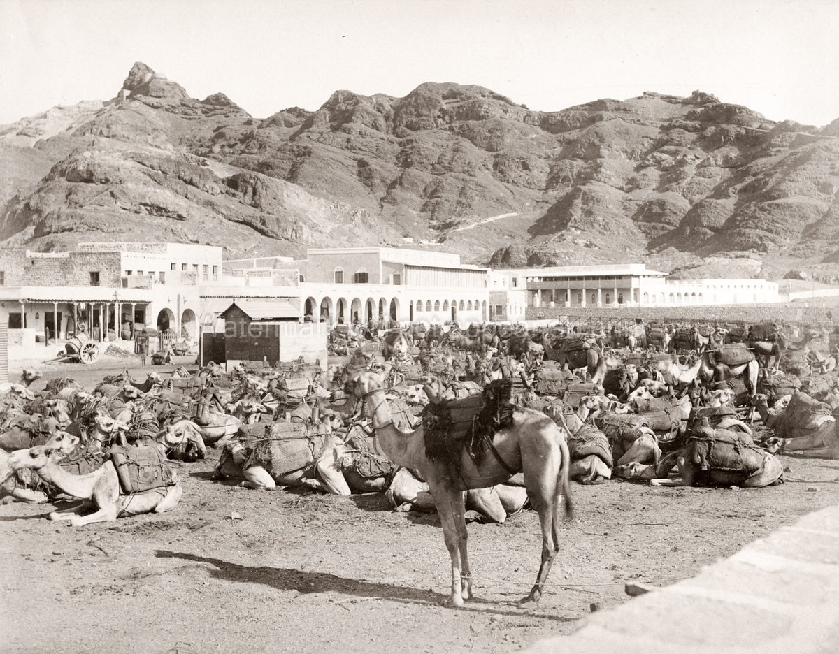 Aden Yemen Camel Market Caravans Mountains Desert Trade Vtg. Photo 19thC.