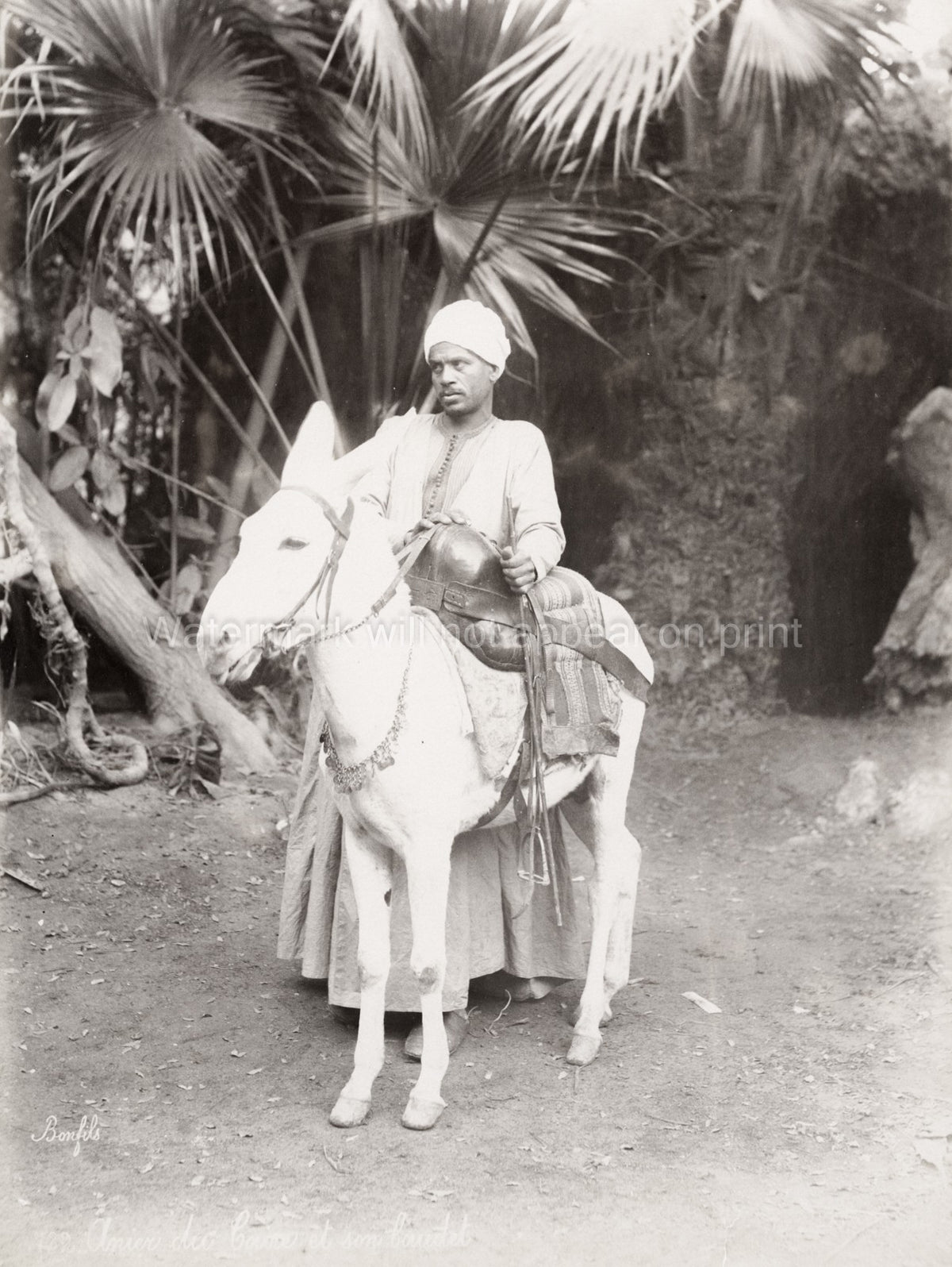 Cairo Donkey Driver Egyptian Man Rider Turban Palm Trees Egypt Vtg. Photo 19thC.
