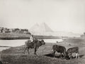Giza Egypt Pyramids Boy Riding Water Buffalo Herder Cattle Vtg. Photo 19thC.