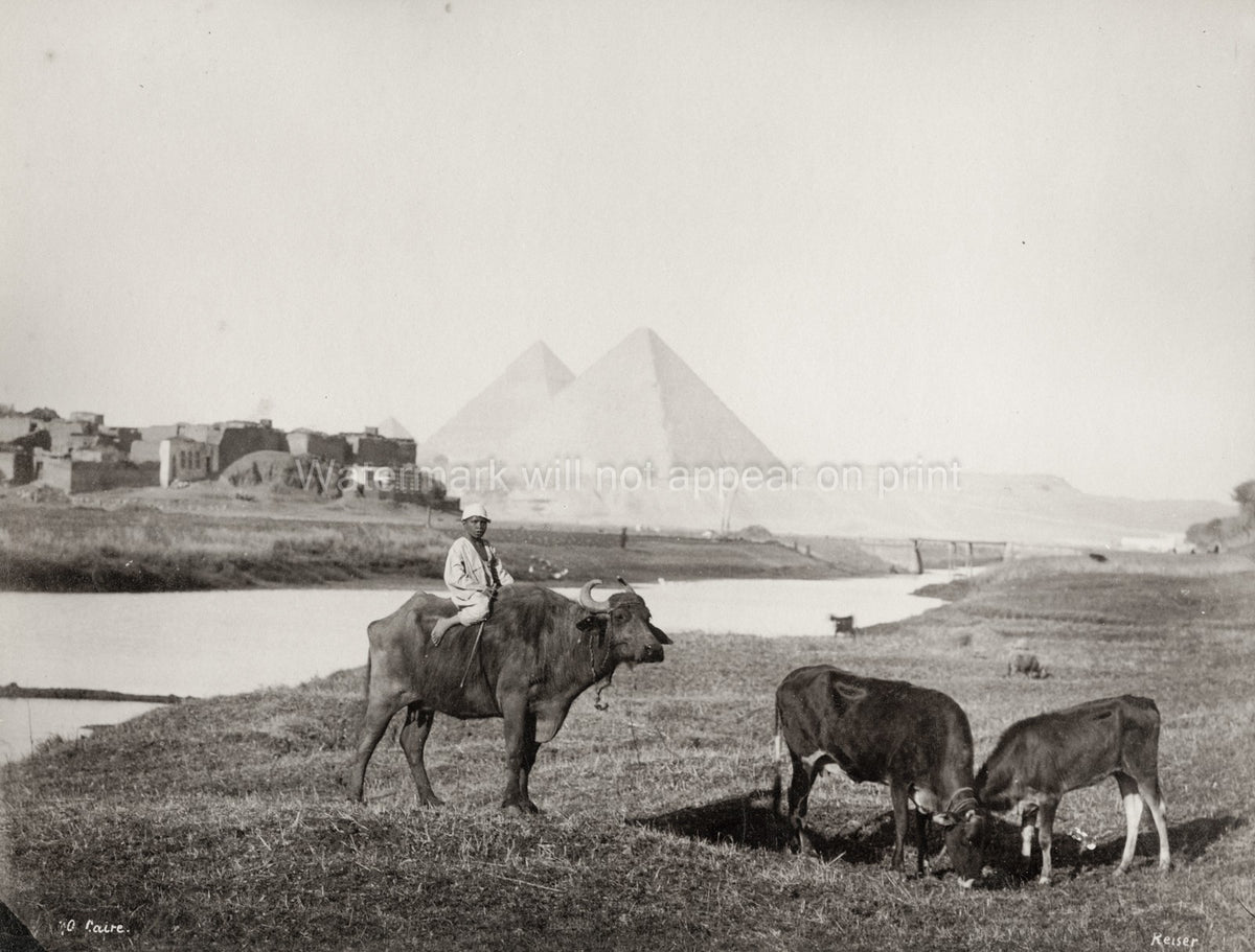 Giza Egypt Pyramids Boy Riding Water Buffalo Herder Cattle Vtg. Photo 19thC.