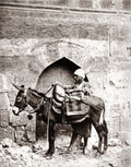 Cairo Egypt Man Transport Donkey Turban Saddle Street Scene Vtg. Photo 19thC.
