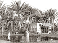 Sinai Moses Oasis Palm Trees People Desert Life Vtg. Photo 19thC.