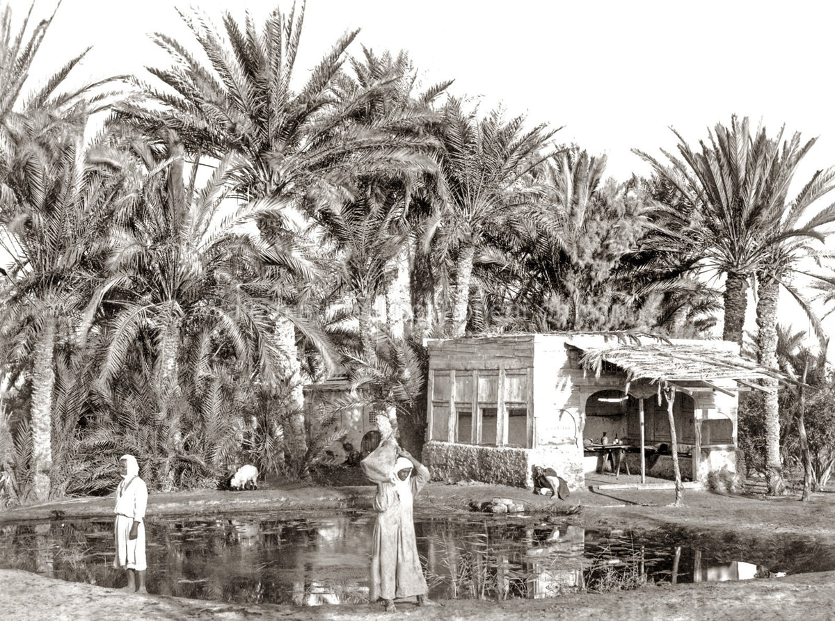 Sinai Moses Oasis Palm Trees People Desert Life Vtg. Photo 19thC.