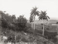 Cuba Yumuri Valley Panorama Palm Trees Landscape Hills Rural Vtg. Photo 19thC.