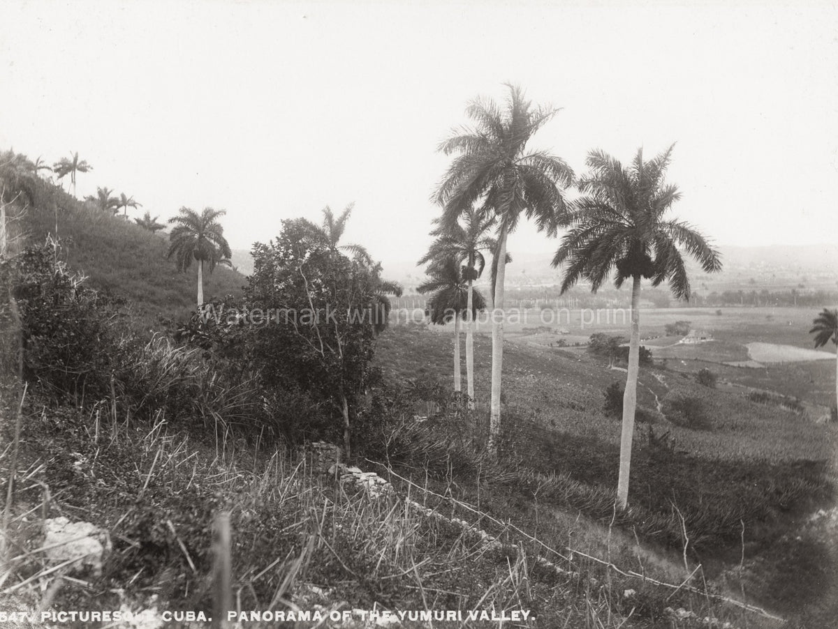 Cuba Yumuri Valley Panorama Palm Trees Landscape Hills Rural Vtg. Photo 19thC.