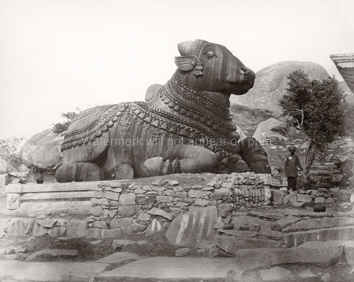 Mysore India Chamundi Hill Stone Bull Nandi Statue Sculpture Vtg. Photo 19thC.