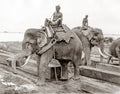 Burma India Working Elephant Timber Yard Mahout Tusk Logs Vtg. Photo 19thC.