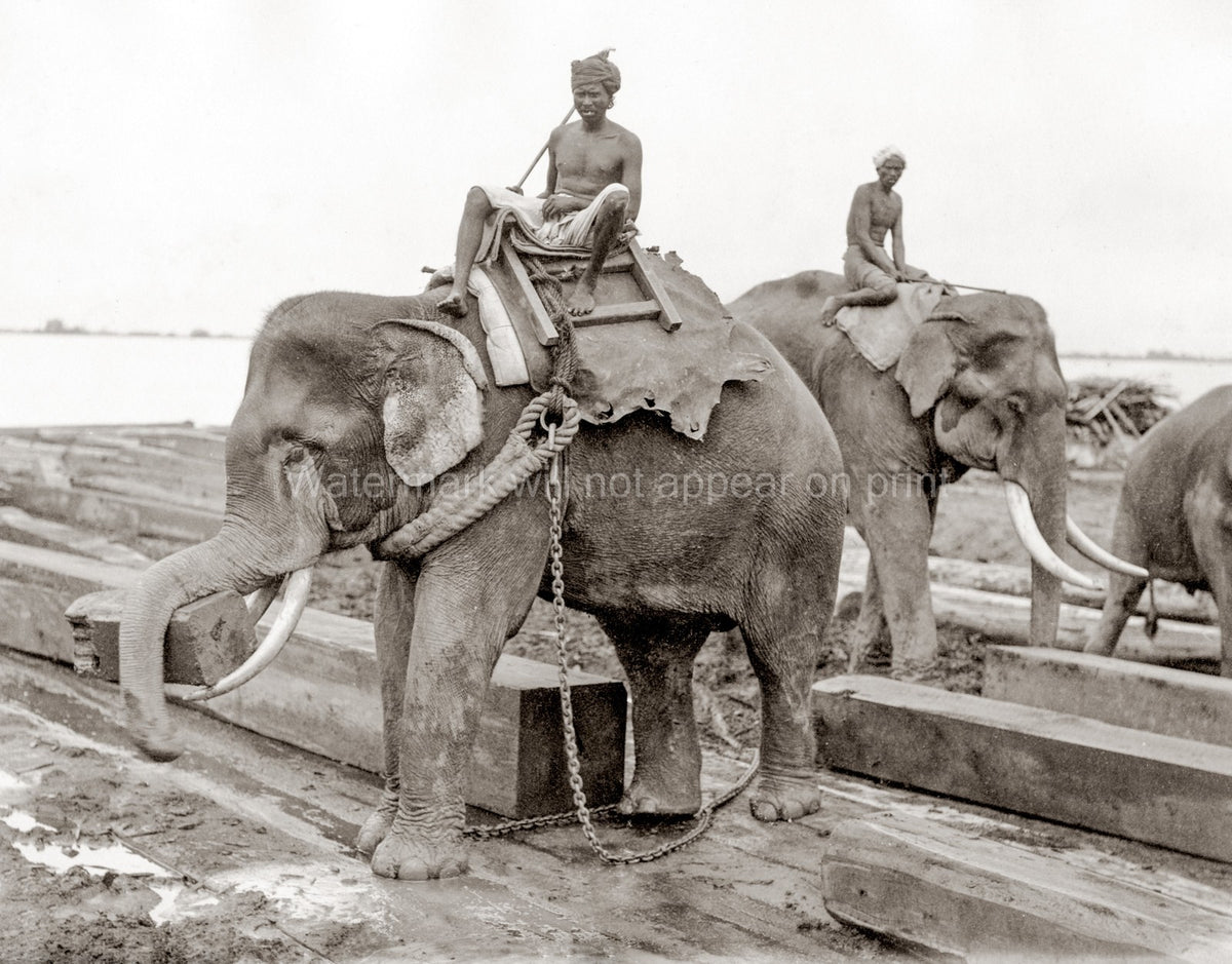 Burma India Working Elephant Timber Yard Mahout Tusk Logs Vtg. Photo 19thC.