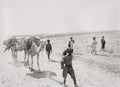 Iraq Mesopotamia Camel Transport Caravan Desert People WW1 Vtg. Photo