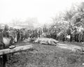 Huge Crocodile Captured Indo-China Vietnam Villagers Crowd Vtg. Photo 19thC.