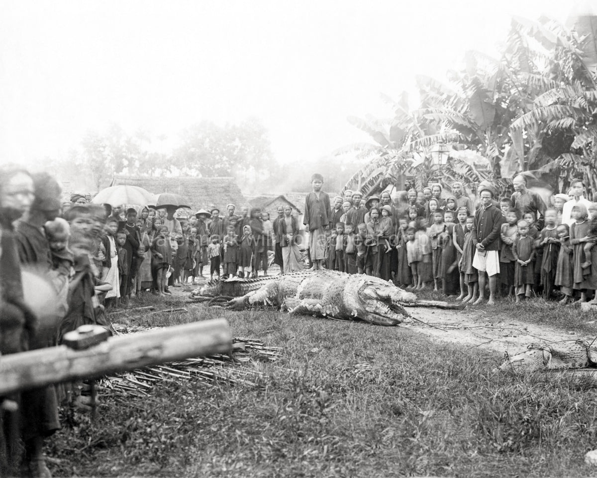 Huge Crocodile Captured Indo-China Vietnam Villagers Crowd Vtg. Photo 19thC.
